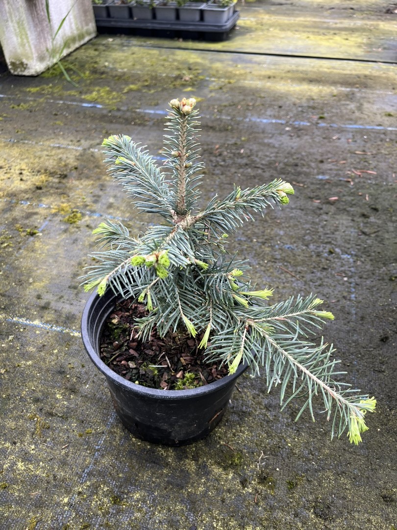 Abies lasiocarpa - Corkbark Fir 2040cm (2L)