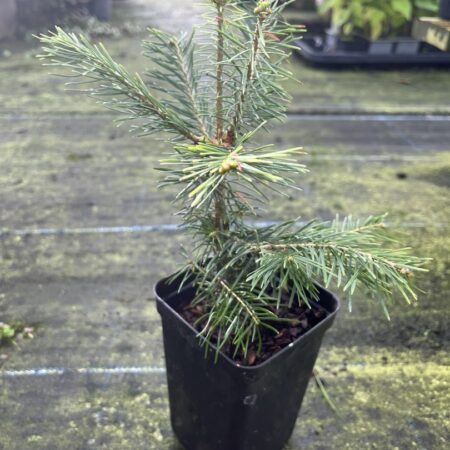 Abies lasiocarpa - Corkbark Fir 2040cm (P9)