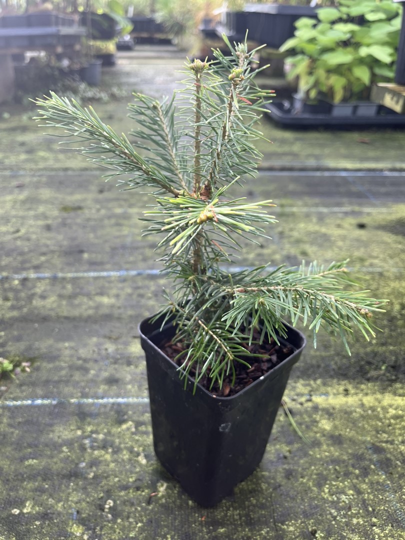 Abies lasiocarpa - Corkbark Fir 2040cm (P9)