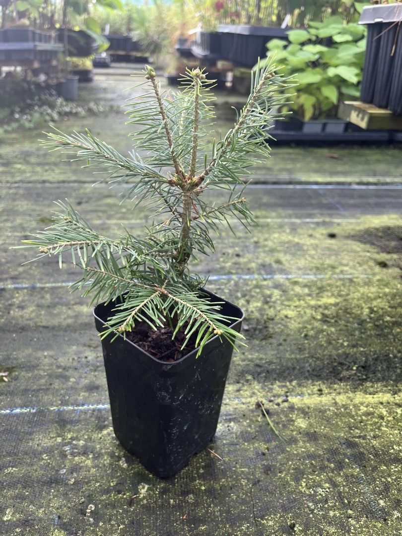 Abies lasiocarpa - Corkbark Fir 2040cm (P9)