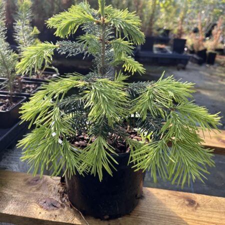 Abies lasiocarpa - Corkbark Fir