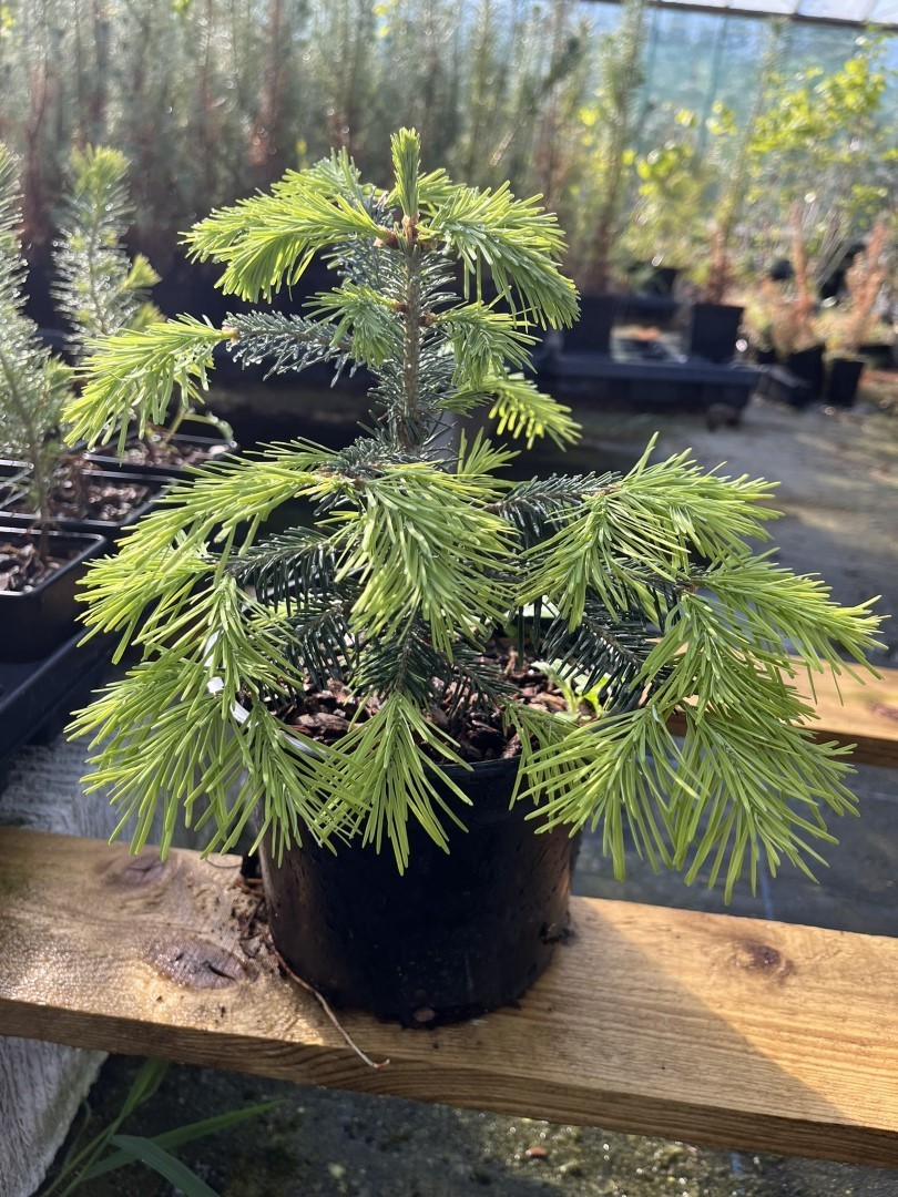 Abies lasiocarpa - Corkbark Fir