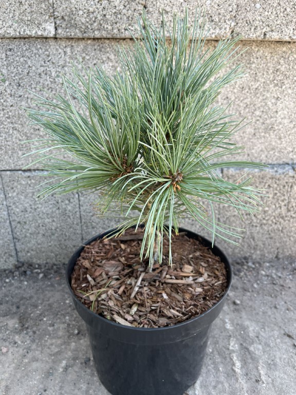 Pinus cembra - Blue Arolla/Swiss Stone Pine