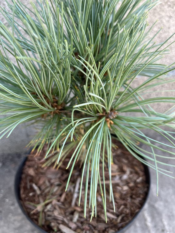 Pinus cembra - Blue Arolla/Swiss Stone Pine