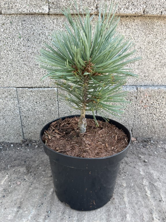 Pinus cembra - Blue Arolla/Swiss Stone Pine