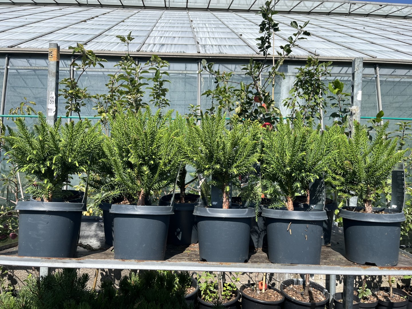 Cryptomeria japonica - Japanese cedar 'Dinger'