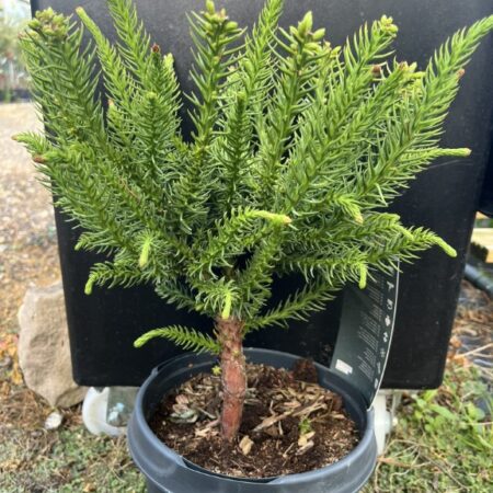 Cryptomeria japonica - Japanese cedar 'Dinger'