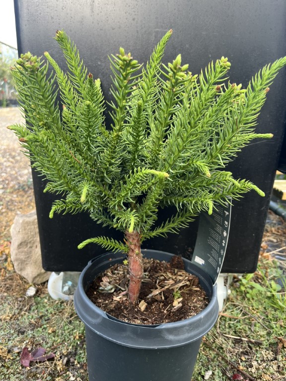 Cryptomeria japonica - Japanese cedar 'Dinger'