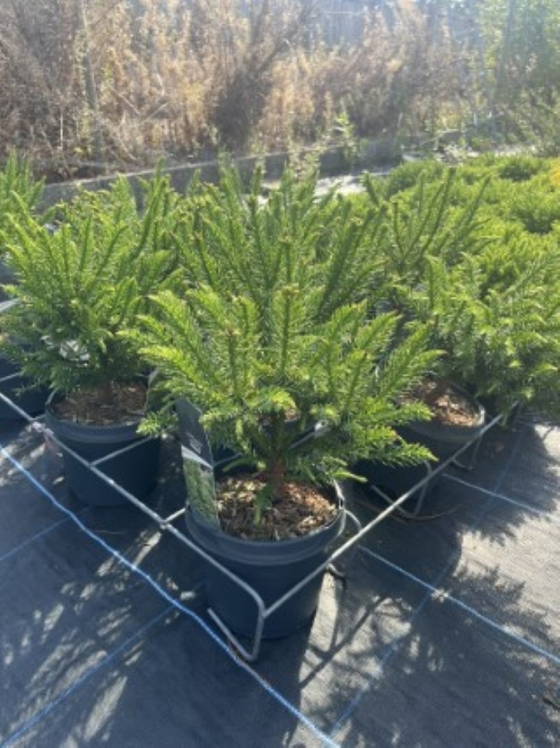 Japanese Cedar 'Dinger' 20/40cm (3L) Cryptomeria japonica Evergreen Tree
