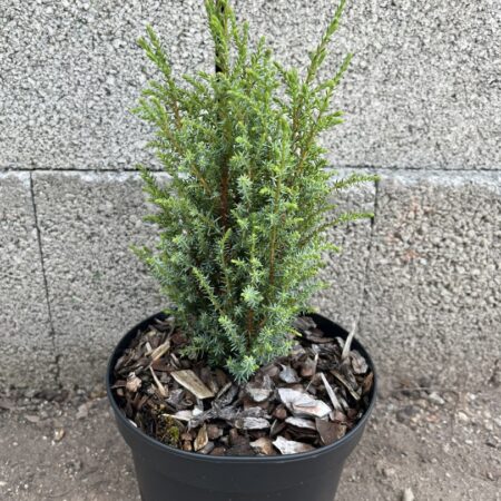 Juniperus communis - Juniper 'Compressa'