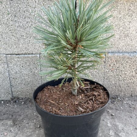 Limber Pine - Pinus flexilis Cesarini Blue