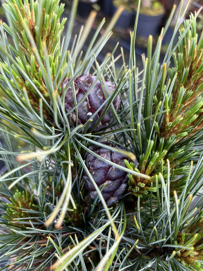 Pinus cembra - Blue Arolla/Swiss Stone Pine Cones