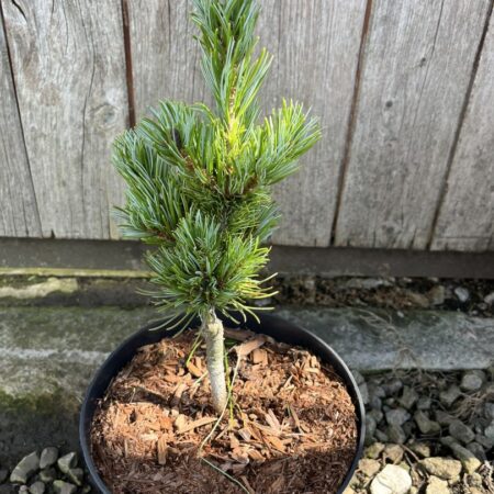Pinus parviflora - Oh La La - Japanese White Pine