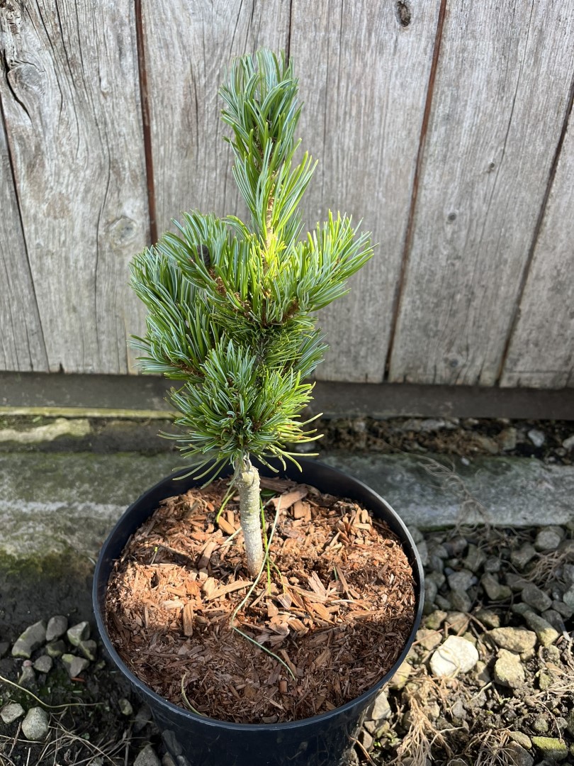 Pinus parviflora - Oh La La - Japanese White Pine