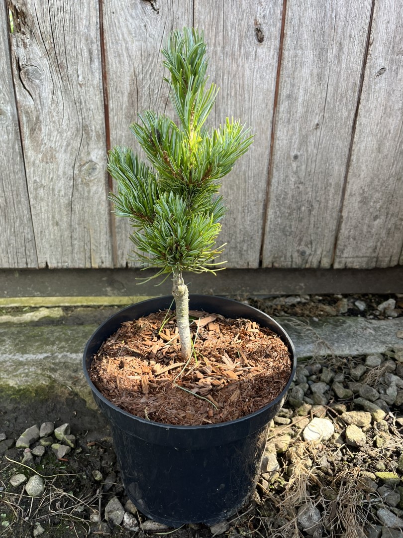 Pinus parviflora - Oh La La - Japanese White Pine