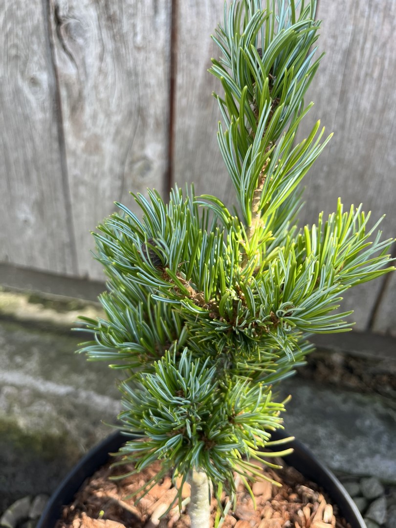 Pinus parviflora - Oh La La - Japanese White Pine