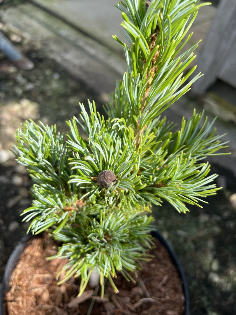 Pinus parviflora - Oh La La - Japanese White Pine