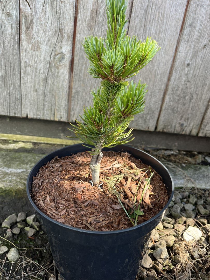 Pinus parviflora - Oh La La - Japanese White Pine