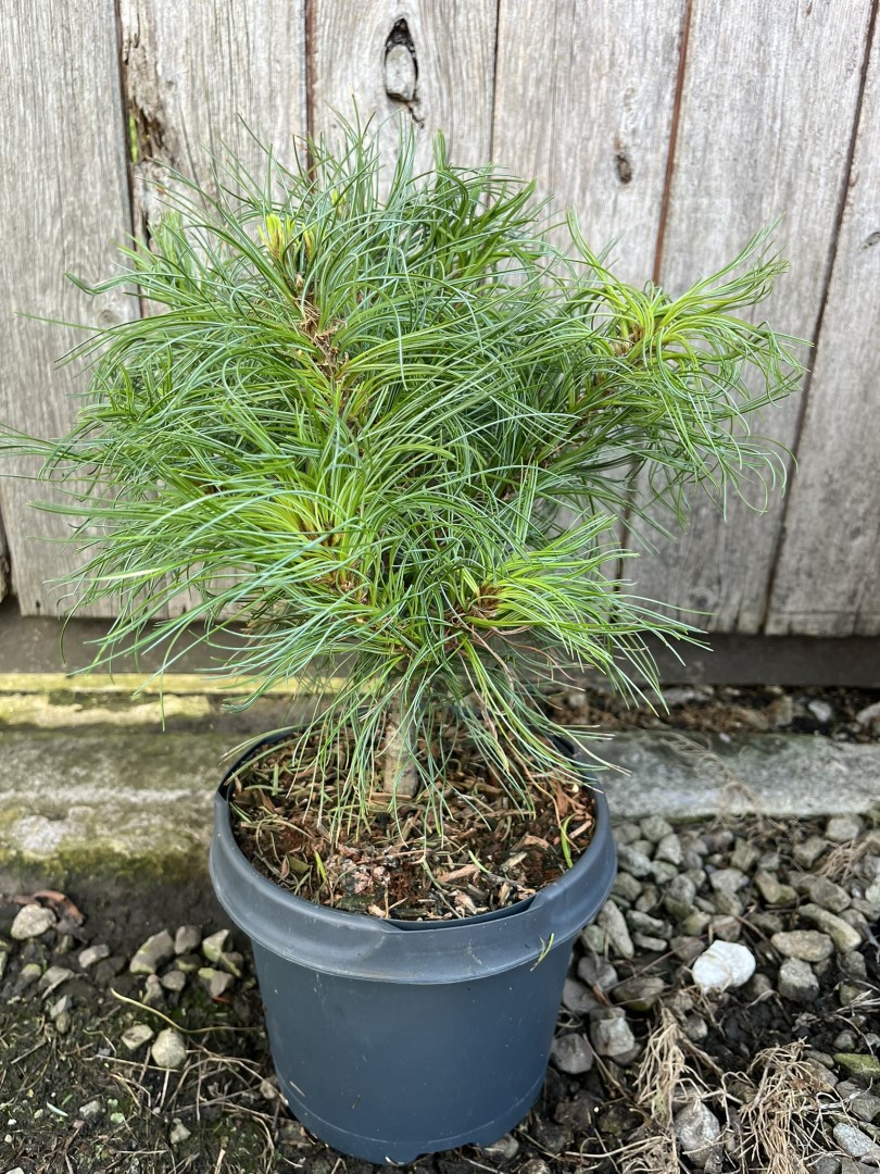 Pinus strobus - Weymouth pine 'Tiny Kurls'
