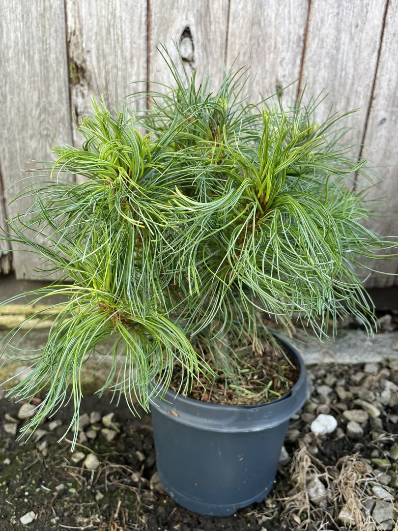 Pinus strobus - Weymouth pine 'Tiny Kurls'