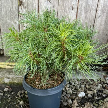 Pinus strobus - Weymouth pine 'Tiny Kurls'