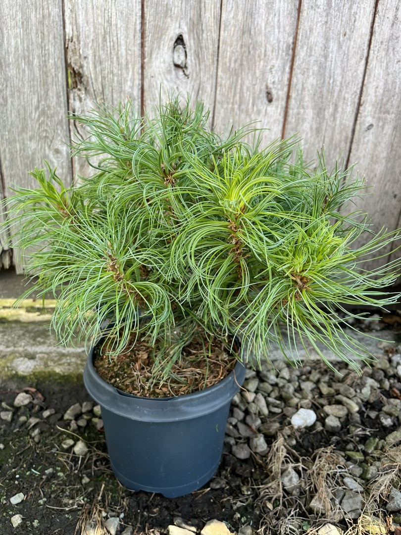 Pinus strobus - Weymouth pine 'Tiny Kurls'