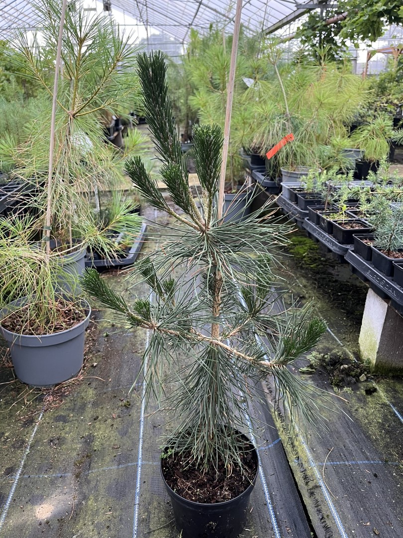 Pinus thunbergii - Japanese Black Pine
