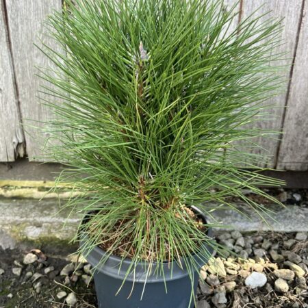 Pinus × schwerinii - Schwerin's pine 'Wiethorst'