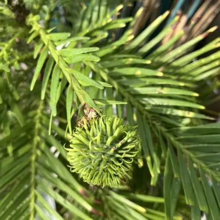 Wollemia nobilis - Wollemi Pine Tree Seeds