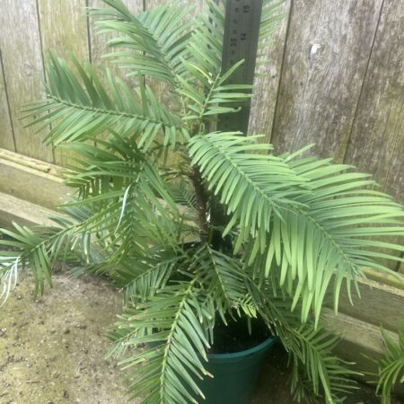 Wollemia nobilis - Wollemi Pine Tree