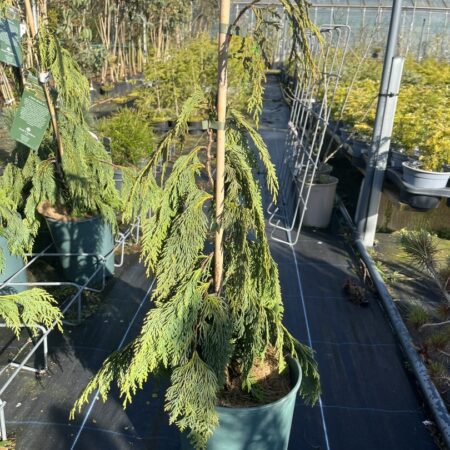 Xanthocyparis nootkatensis - Nootka cypress 'Pendula'