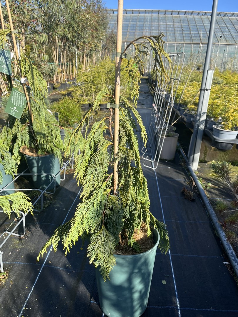 Xanthocyparis nootkatensis - Nootka cypress 'Pendula'