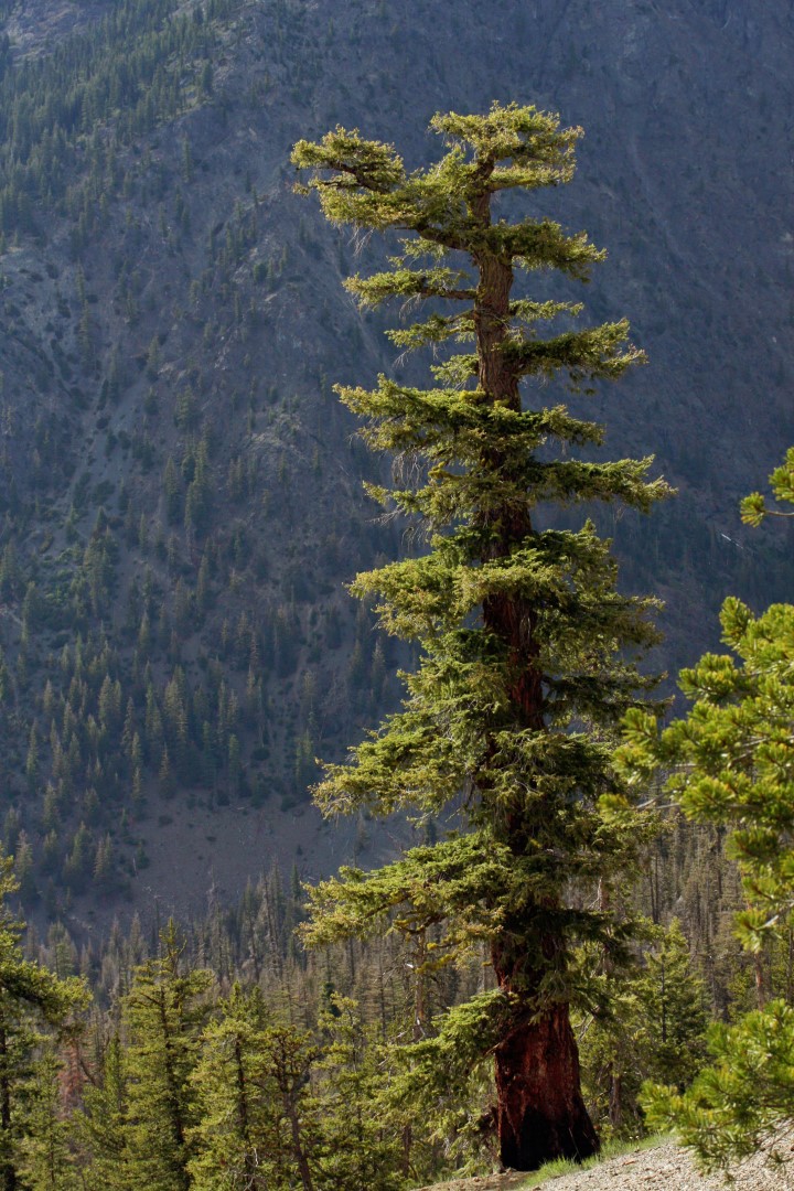 Pseudotsuga menziesii - Douglas fir