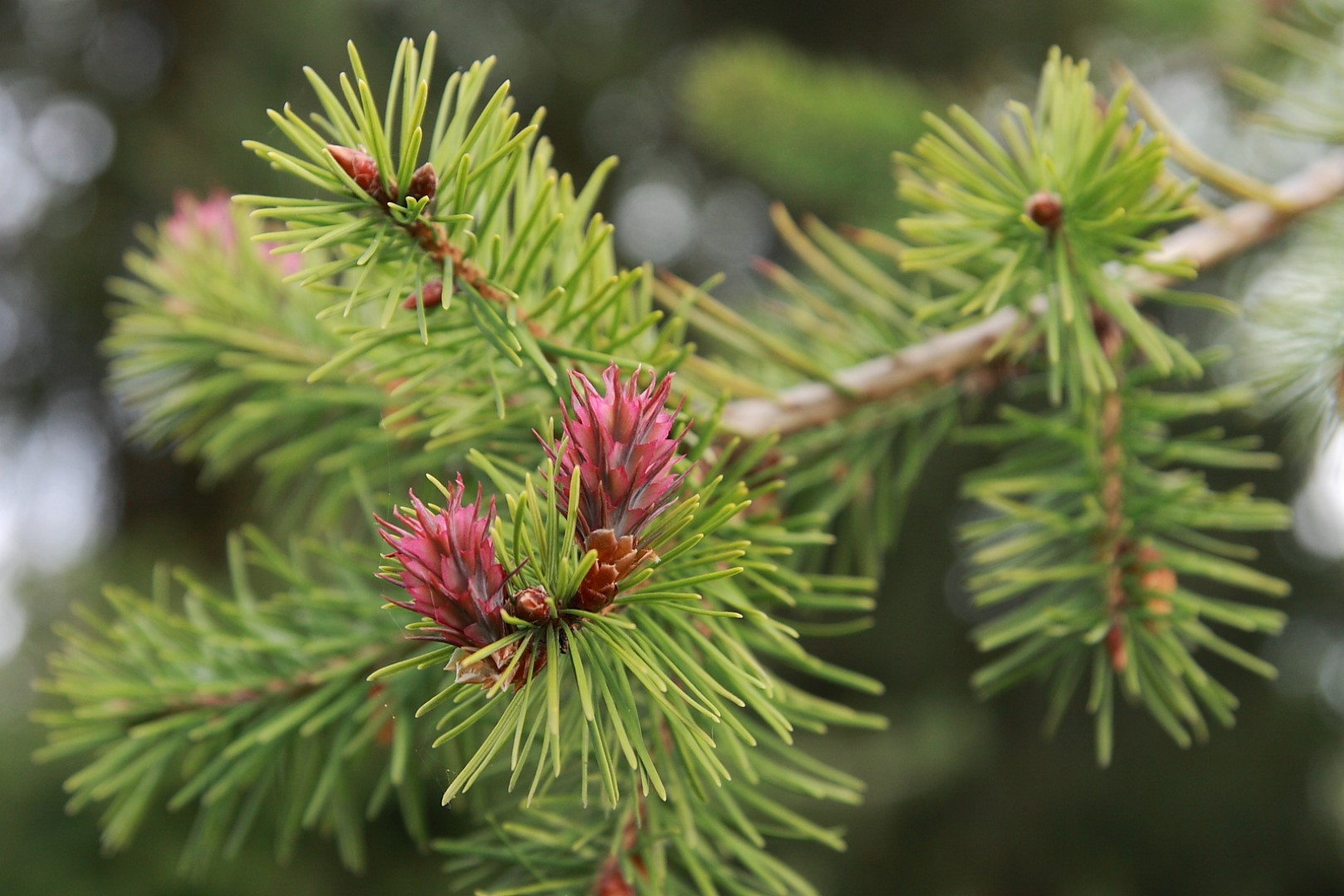 Pseudotsuga menziesii - Douglas fir