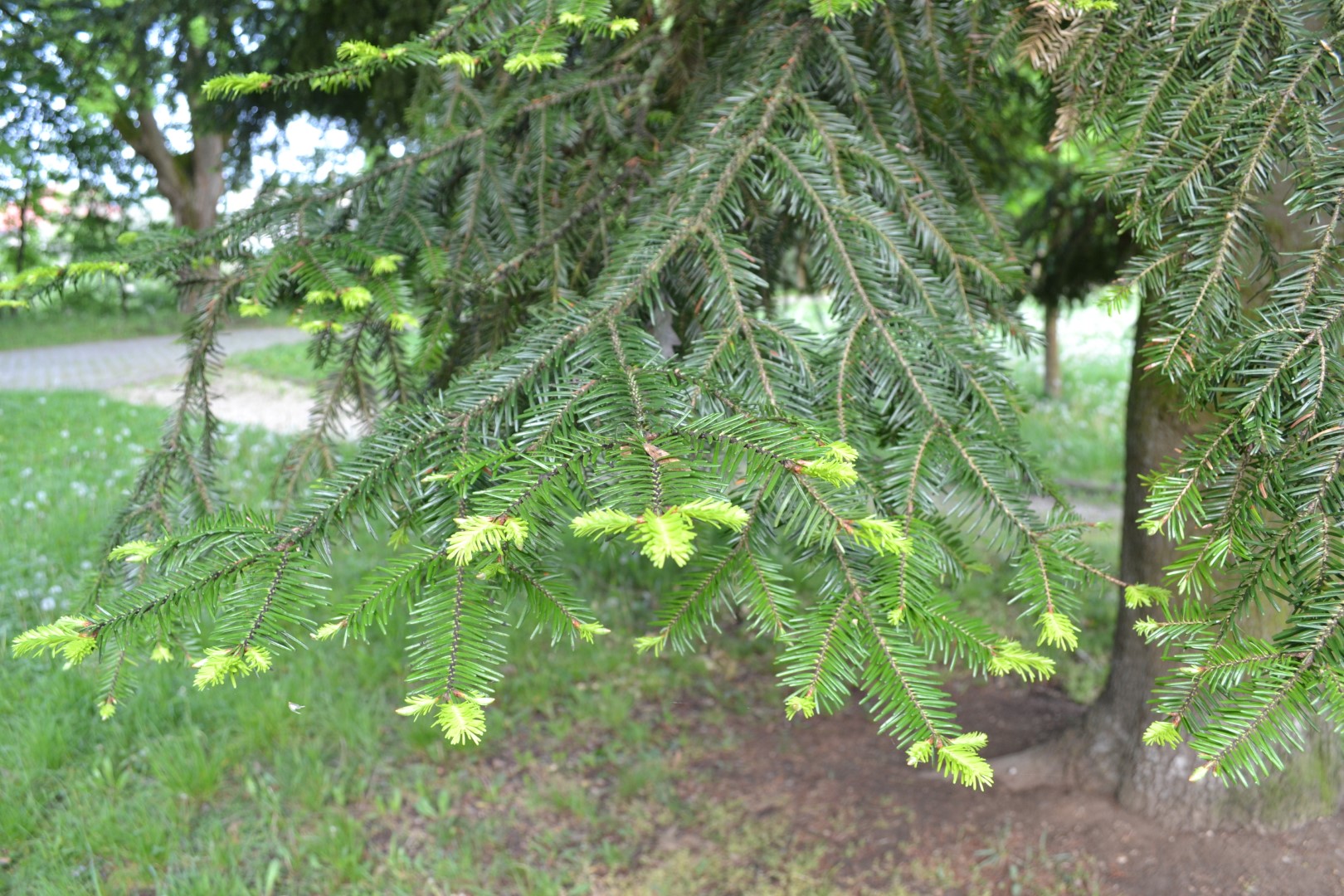 Pseudotsuga menziesii - Douglas fir