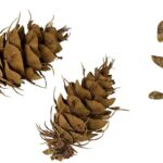 Pseudotsuga menziesii - Douglas fir seeds