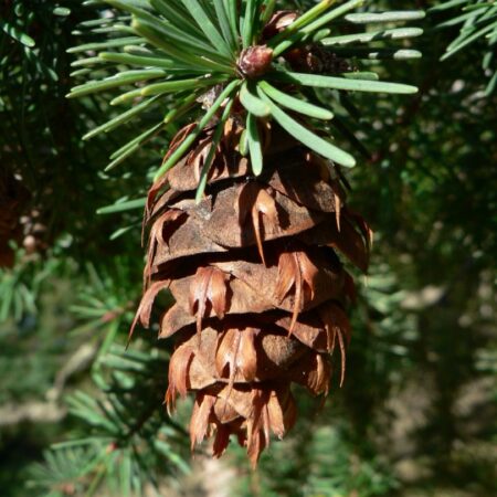 Pseudotsuga menziesii - Douglas fir seeds