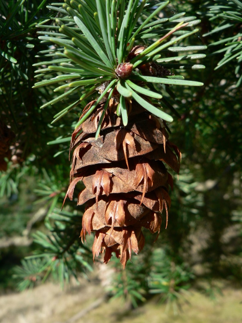 Pseudotsuga menziesii - Douglas fir seeds