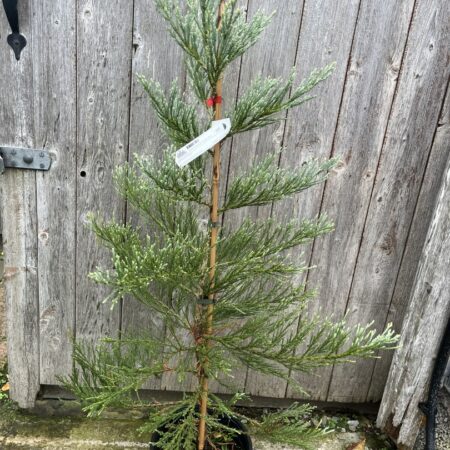 Giant Redwood 'Powder Blue' 80/100cm (5L)