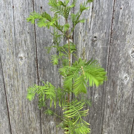Metasequoia glyptostroboides - Dawn Redwood 40/60cm (Cell)