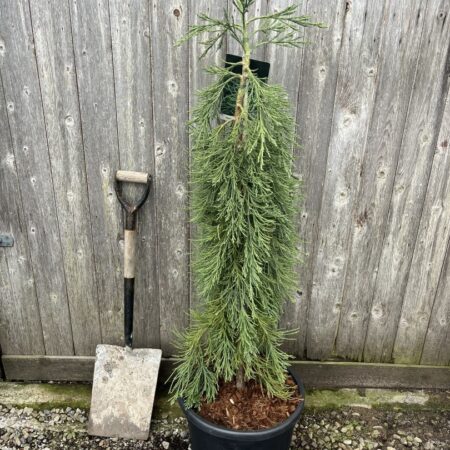 Sequoiadendron giganteum - Giant Redwood 'Pendulum'