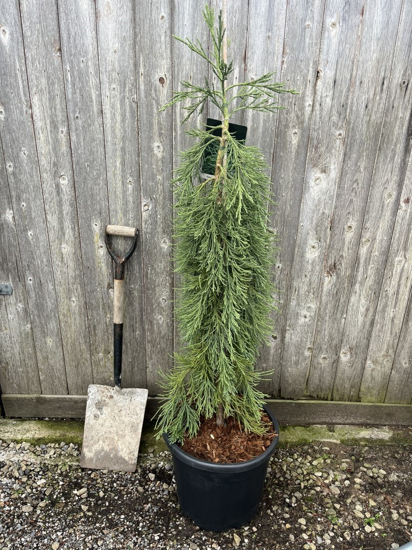 Sequoiadendron giganteum - Giant Redwood 'Pendulum'