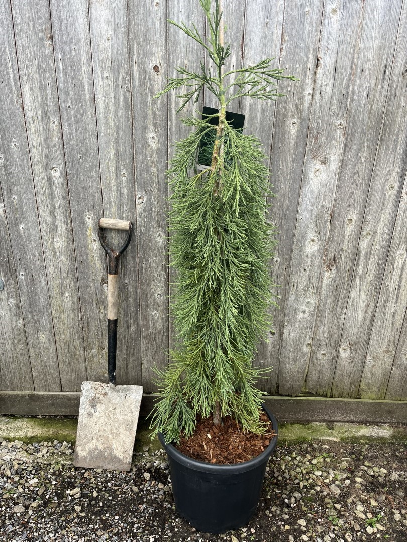 Sequoiadendron giganteum - Giant Redwood 'Pendulum'
