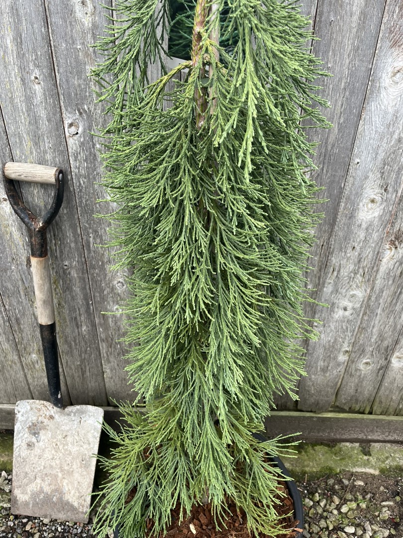 Sequoiadendron giganteum - Giant Redwood 'Pendulum'