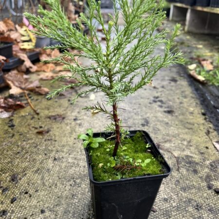 Giant Redwood Sapling (Bonsai)