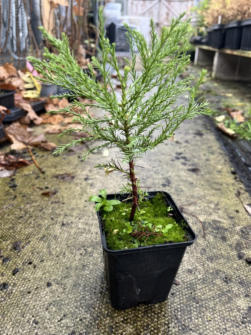 Giant Redwood Sapling (P9) - Image 2