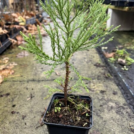 Giant Redwood Sapling (P9)