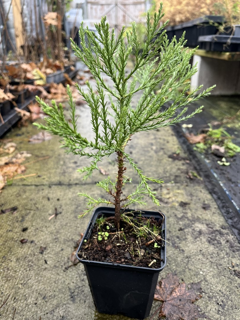 Giant Redwood Sapling (P9)