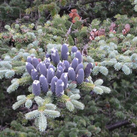 Abies balsamea - Balsam Fir Tree Seeds