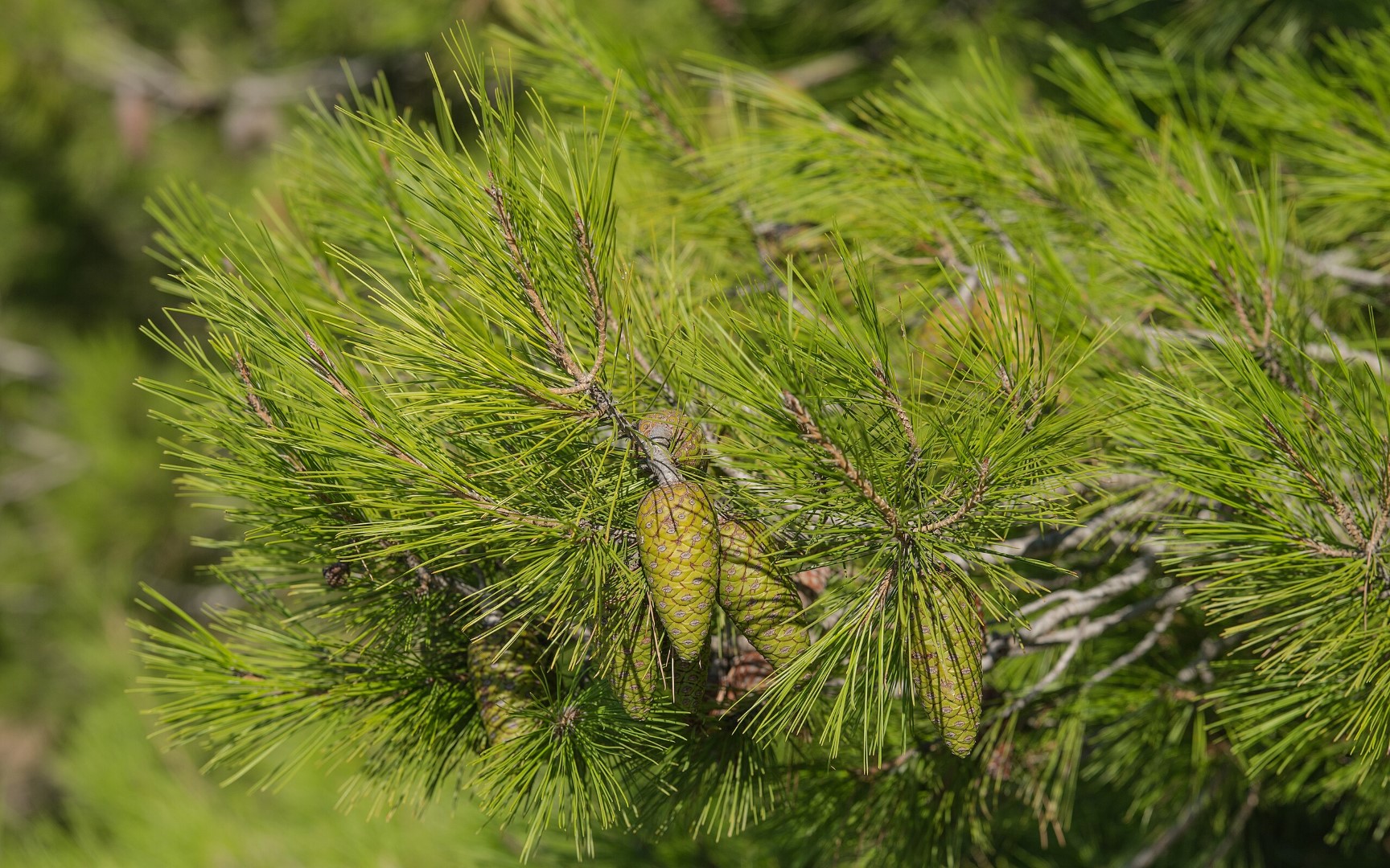 Aleppo / Jerusalem Pine Seeds